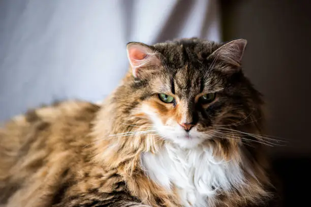 Photo of Big Large Maine coon calico cat resting on chair indoors inside house comfortable, breed neck mane or ruff scary looking mean angry