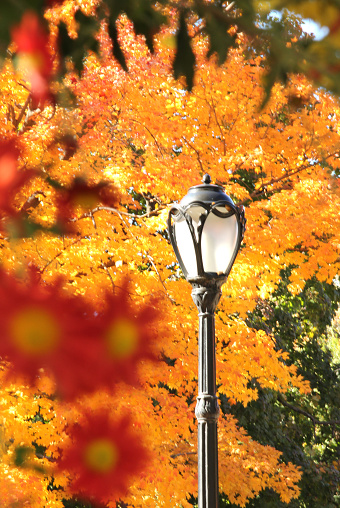 New York City Central Park Fall foliage with light post