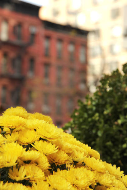 NYC, New York Autumn flowers