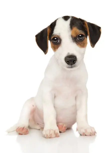 Close-up of Cute Jack-Russel terrier on white background. Animal themes