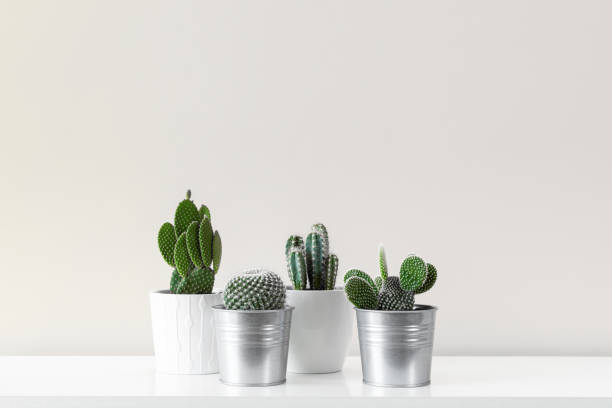istock Modern room decoration. Various cactus house plants in different pots against white wall. Cactus mania concept with copy space. 1022349208