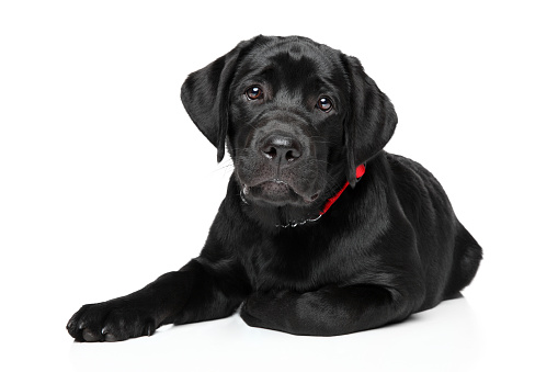 Puppy Black Labrador lying in front of white background. Animal themes