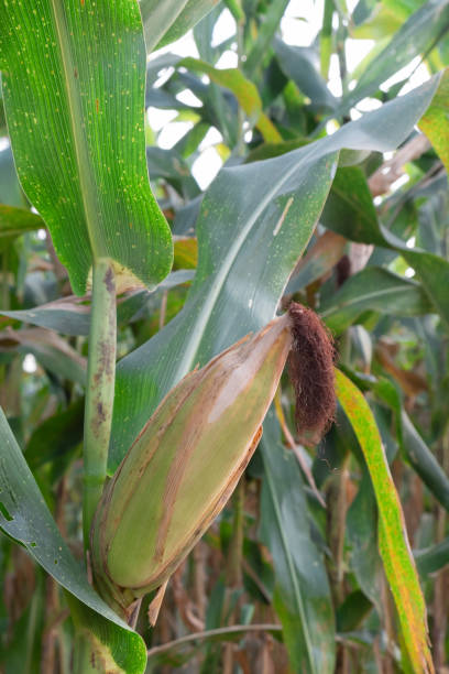 istock closeup beautiful corns blooming in field 1022354548