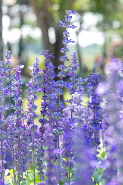 istock closeup beautiful fernleaf lavender flower 1022354552