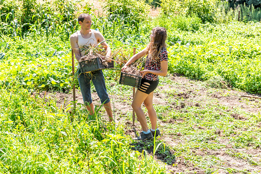 Happy young woman girl and man couple love romantic farmers with shovel and pitchfork, harvesting many bunch of garlic bulb harvest boxes in farm or garden smiling