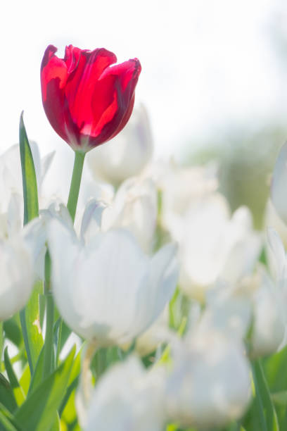 istock beautiful red tulip in around white tulips. 1022356844