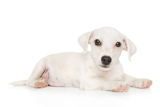 istock Jack Russell terrier puppy on white background 1022357048