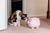 Funny cute female calico cat sitting on carpet in home room inside house, looking at pink pig piggy bank toy