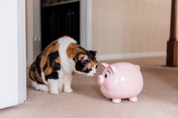 Funny cute female calico cat sitting on carpet in home room inside house, looking at pink pig piggy bank toy Funny cute female calico cat sitting on carpet in home room inside house, looking at pink pig piggy bank toy piggy bank photos stock pictures, royalty-free photos & images