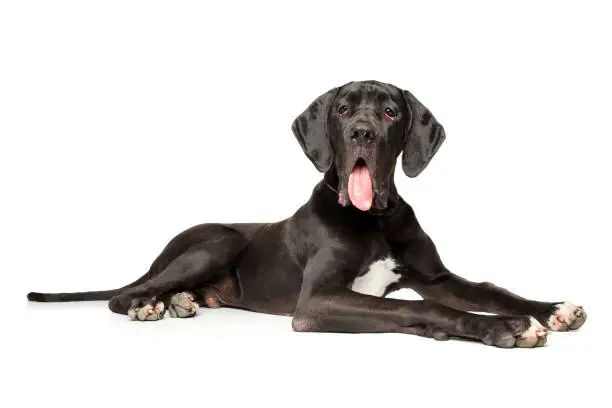 Great Dane lying down and waiting on white background. Animal themes
