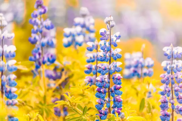 Photo of Colorful blue and purple wet lupine lupin flowers, yellow orange leaves closeup in Iceland with bokeh, detail and texture, sunny sunlight during after rain