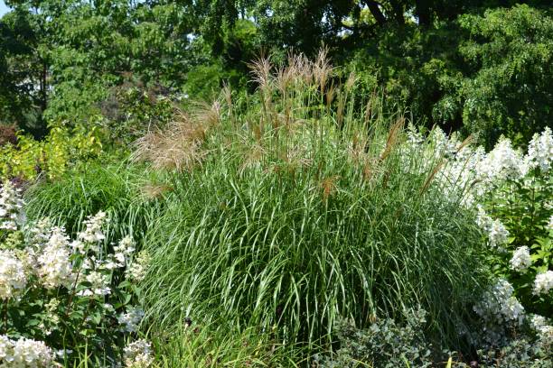 Chinese miscanthus surrounded by a blooming paniculata hydrangea decorative grass maiden stock pictures, royalty-free photos & images