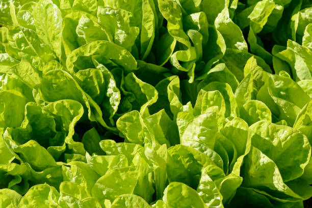 istock beds of bright green lettuce with large leaves 1022357638