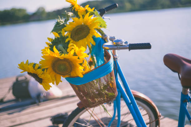 istock Beautiful sunflowers on a bicycle's basket 1022359390