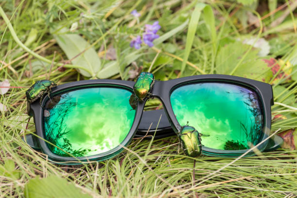 istock Beautiful beetles on green mirror sunglasses lying on grass 1022361982