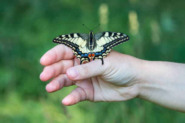 istock Common yellow swallowtail butterfly sitting on hand 1022362354