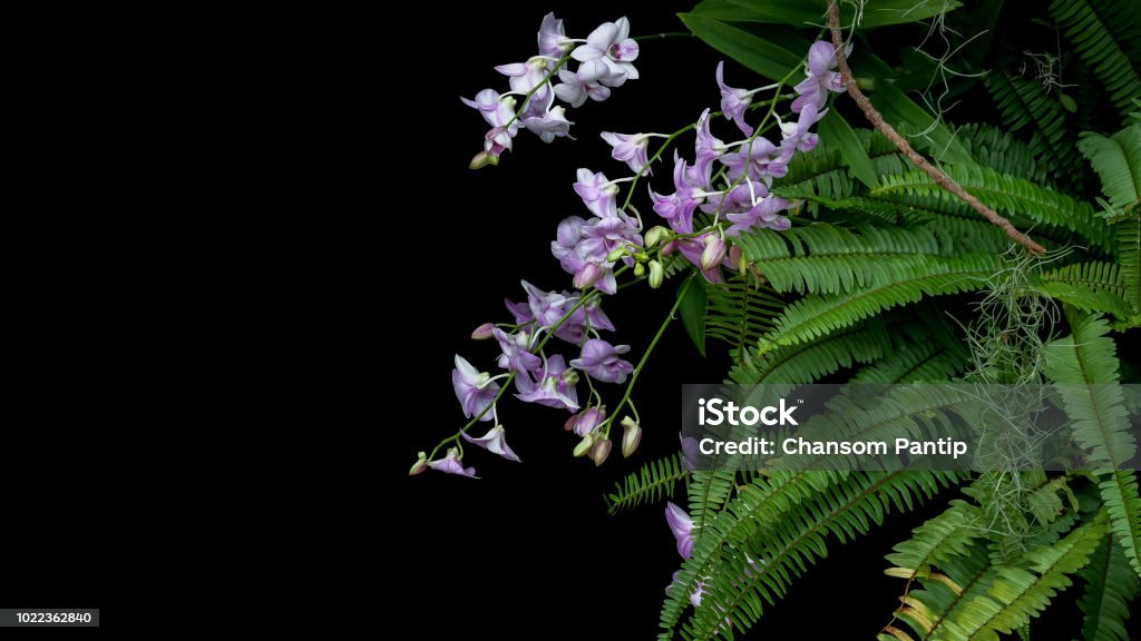 Ramo de flores orquídea púrpura de selva tropical con hojas verdes espina de pez helecho follaje planta bush y epífitas musgo español en la rama del árbol sobre fondo negro. - Foto de stock de Aire libre libre de derechos