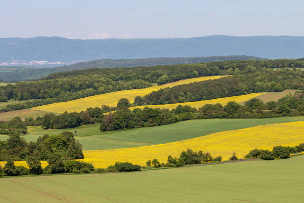 istock Multicolored rural landscape, agricultural fields. Blue sky, green wheat, yellow rape. 1022363090