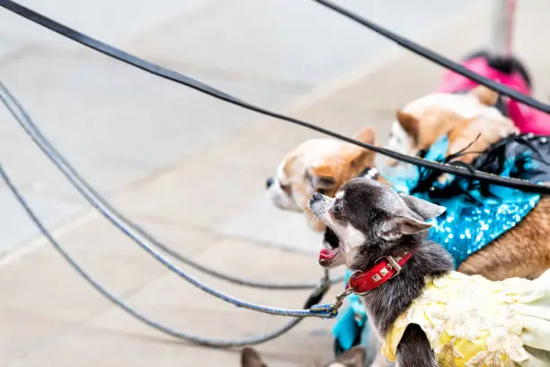 Photo of Closeup of many small chihuahua dogs on leash, funny yawning open mouth standing waiting by dog walker on London Street