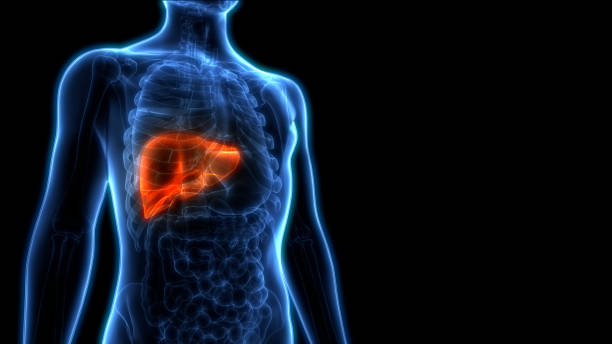 анатомия печени человека - liver стоковые фото и изображения