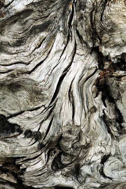istock close-up of old trunk - 3 1022363904