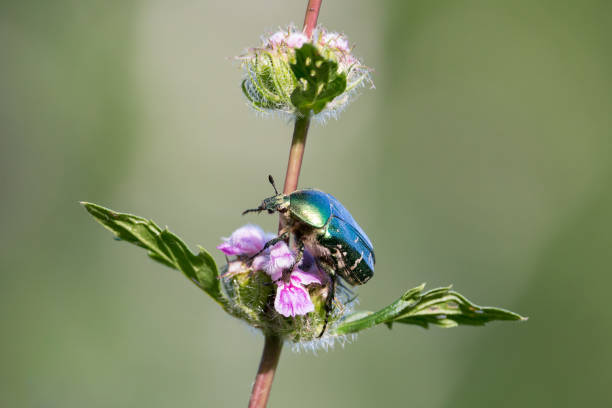 istock Green rose chafer beetle sitting on pink wildflower 1022365906
