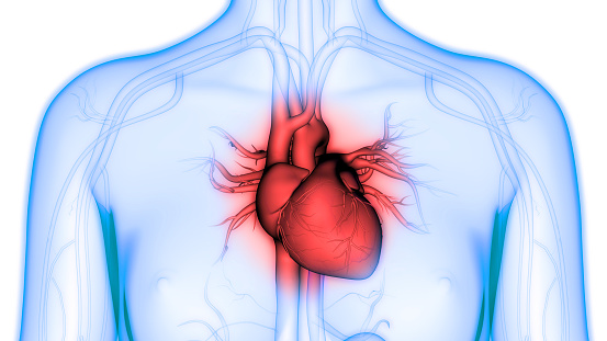 3D Illustration of Human Heart Anatomy