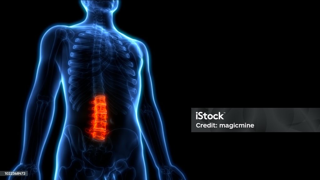 Human Vertebral Column Lumbar Spine Anatomy Stock Photo - Download Image  Now - Anatomy, Joint - Body Part, Sport - iStock