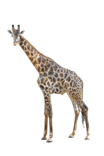 istock Male giraffe whole body dicut isolated on white background 1022368810