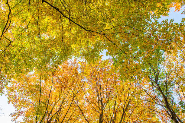 istock Autumn forest with yellow leaves 1022369314