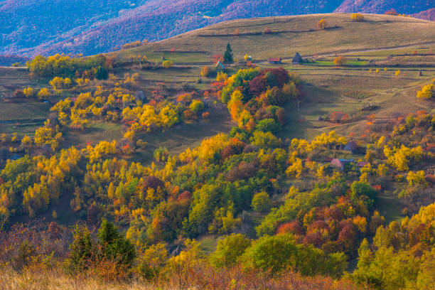 istock Autumn trees in the forest 1022369320