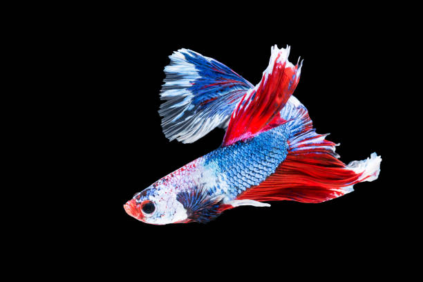 istock Beautiful fighting fish on black background with clipping path 1022371676