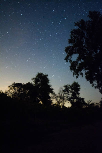 istock Low Angle View Of Tree Against Star Field At Night 1022372328
