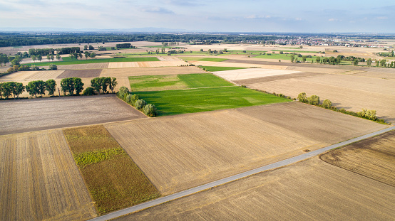 An agricultural field where ripening cereals grow , a wheat field with unripe wheat in summer in windy weather