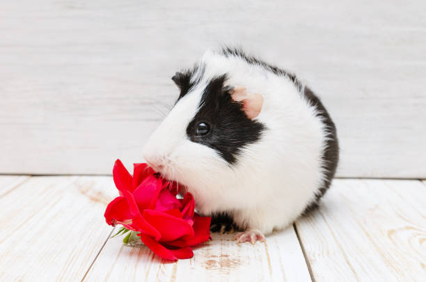 istock Little guinea pig sniffs a rose on white background. 1022372796