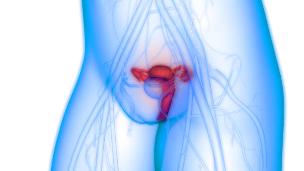 weiblichen fortpflanzungsorgane mit nervensystem und harnblase - vagina uterus human fertility x ray image stock-fotos und bilder