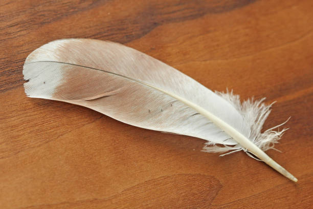 istock Feather is beautiful and light on a natural wood black walnut background. Lightness, an angel's feather, surrealism 1022379810