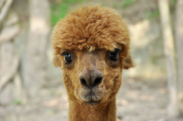 alpaca An alpaca is a domesticated species of South American camelid. brown llama on the field stock pictures, royalty-free photos & images