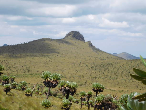 istock Rurimeria Hill , Aberdare Ranges Kenya 1022389948
