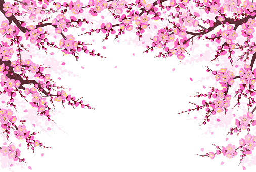 Spring background with flowering tree branches, pink flowers and flying petals on white. Border made with plum blossom. Floral decoration for wedding, Chinese New Year, springtime celebrations.