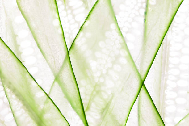 Translucent slices of cucumbers