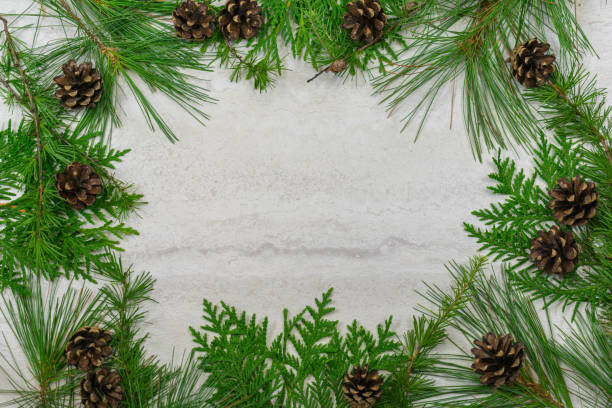 istock A border of cedar, white pine, and tamarack branches along with scotch pine  cones with copy space in the middle 1022397606