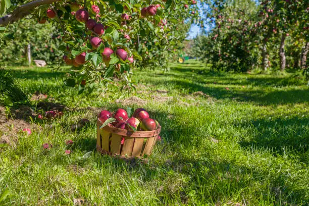 A basket of freshly picked apples in the orchard.