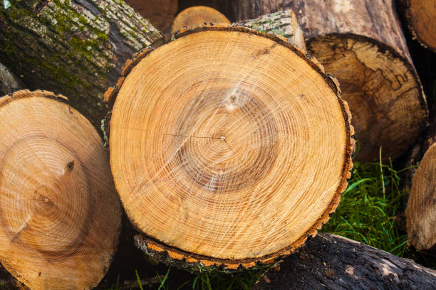 istock Wood texture background, wooden bark close up. Grunge textured image 1022398084