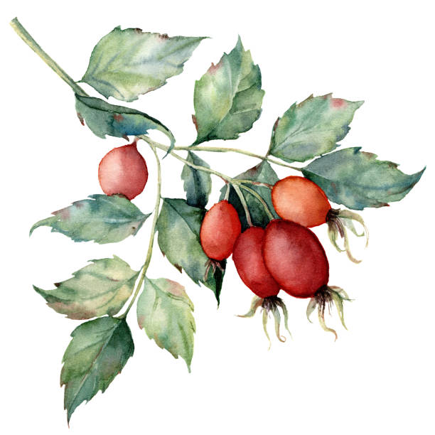 ilustrações de stock, clip art, desenhos animados e ícones de watercolor dog rose branch. hand painted rose hips with leaves isolated on white background. botanical illustration for design, print or background. floral clip art. - dogrose