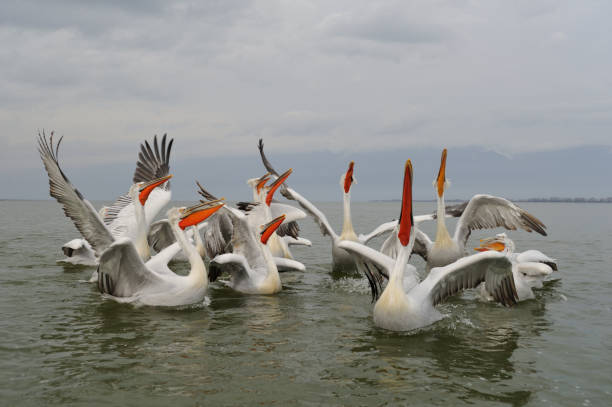 istock Dalmatian pelican (Pelecanus crispus) 1022400592