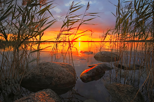 Midsummer sunset in reeds, reflecting on sea and rocks in southern Finland, Padva, Raseborg
