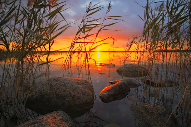 Midsummer sunset in reeds, reflecting on sea and rocks in southern Finland, Padva, Raseborg Midsummer sunset in reeds, reflecting on sea and rocks in southern Finland, Padva, Raseborg finnish culture stock pictures, royalty-free photos & images