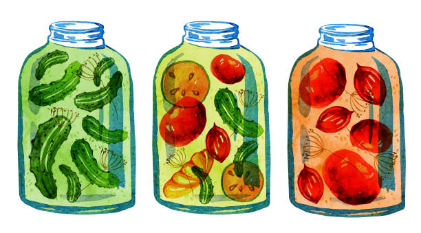 illustrations, cliparts, dessins animés et icônes de dessiné de main illustration stylisée de légumes en conserve - fennel ingredient vegetable isolated on white