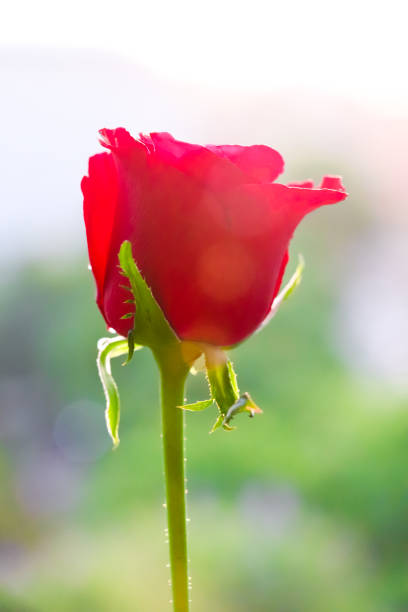 красная роза крупным планом - meadow single flower bud cornflower стоковые фото и изображения